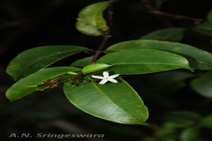 Ellertonia rheedii